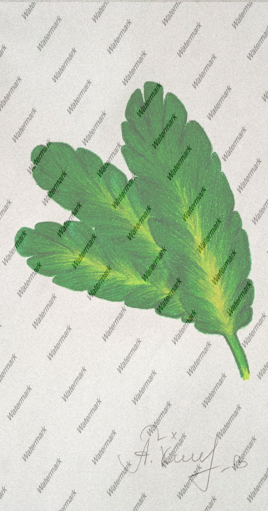 83 "Leafs of bananna tree"