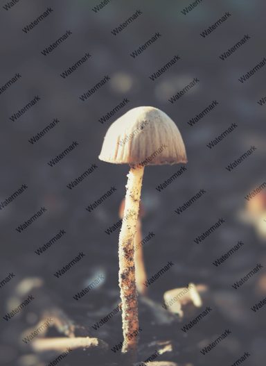 62